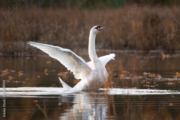 Obraz swan on a lake