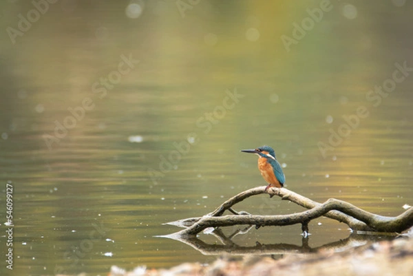 Obraz Kingfisher sitting on a branch