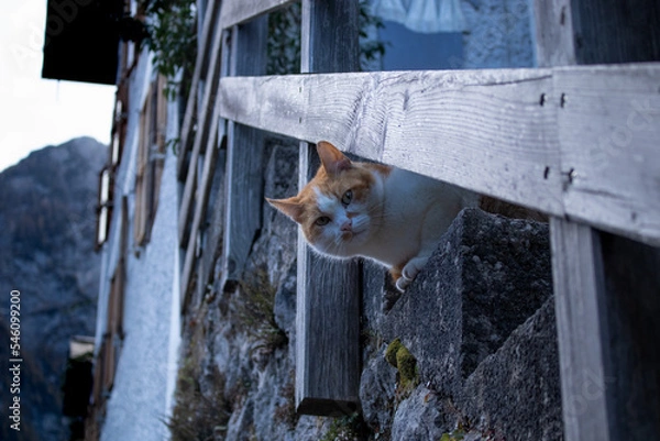 Obraz cat on a fence