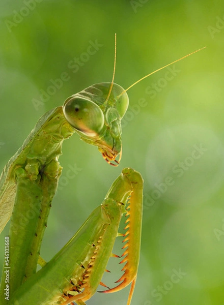 Fototapeta A Close-up Focus Stacked Image of a Carolina Praying Mantis