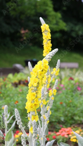 Fototapeta Verbascum bombyciferum, called the giant silver mullein, Turkish mullein and Broussa mullein, is a species of flowering plant in the genus Verbascum, native to Turkey