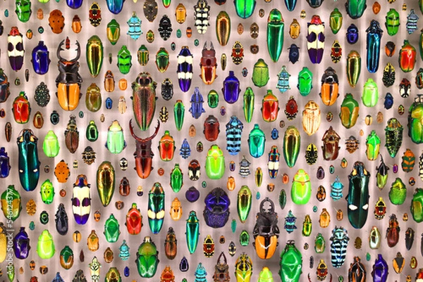 Obraz Exposition of variety of dead butterflies and bugs on board under glass