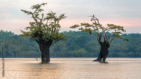 Fototapeta Two Macrolobium and cormorans