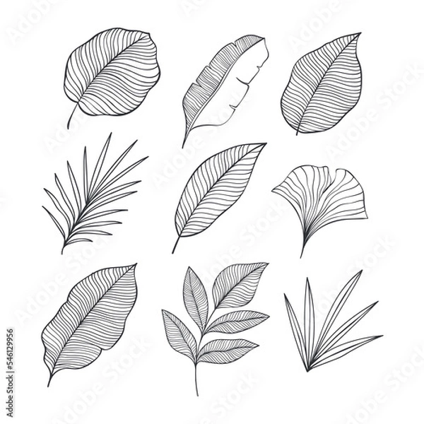 Fototapeta Set of Hand drawn tropical leaves element. Vector illustration isolated on white background