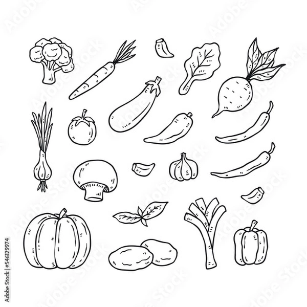 Fototapeta Set of hand drawn vegetable outline icons. healthy food doodles