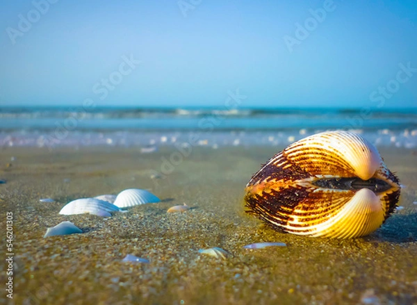 Obraz a snail. 
portsaid, Egypt