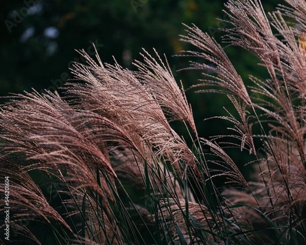 Obraz Analogowe zdjęcie traw