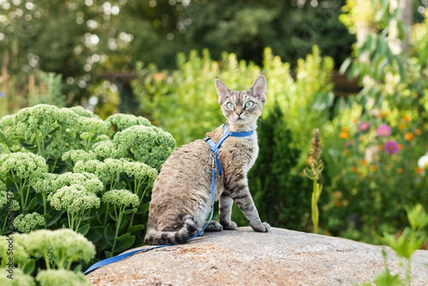 Obraz Devon Rex cat walking in garden, has opportunity to get physical activity through climbing, running and exploring. Outdoors activity for cats concept photo. Happy domestic feline walking on a leash
