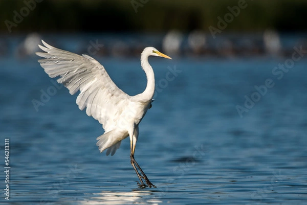 Fototapeta Lądująca czapla biała