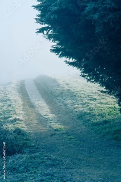 Obraz Chemin grivé 2