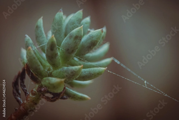 Fototapeta close up of a succulent plant with spider web with dew