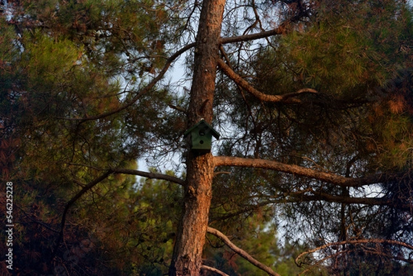 Obraz Bird house on a tree hidden cam in it. Hidden cam in forest for observation and possible fire prevention.