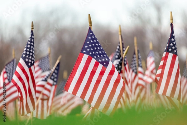 Fototapeta american flags in ground celebrating or honoring veterans that served in the armed forces, a symbol of patirotism and love of country