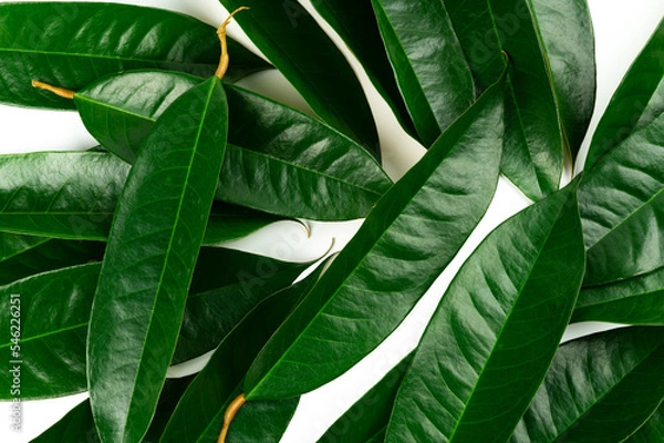 Fototapeta Fresh durian leave isolated on white background, green leaves durian fruit frame, decoration for advertising conceptFresh durian leave isolated on white background, green leaves durian fruit frame