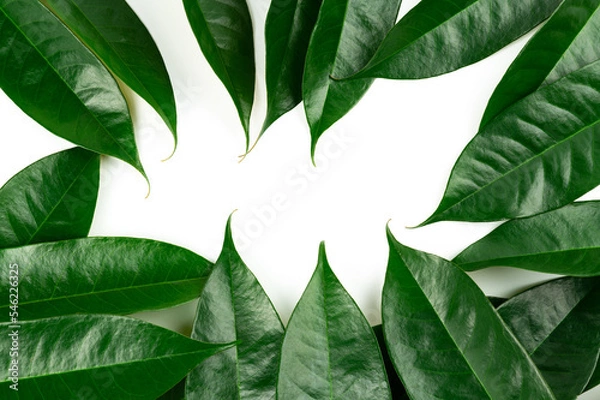 Fototapeta Fresh durian leave isolated on white background, green leaves durian fruit frame, decoration for advertising conceptFresh durian leave isolated on white background, green leaves durian fruit frame