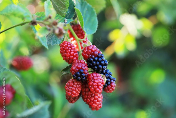 Fototapeta branch of ripe raspberries in a garden on blurred green background