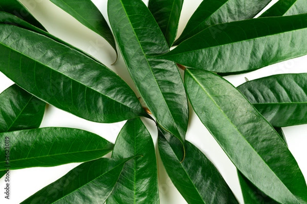 Fototapeta Fresh durian leave isolated on white background, green leaves durian fruit frame, decoration for advertising conceptFresh durian leave isolated on white background, green leaves durian fruit frame