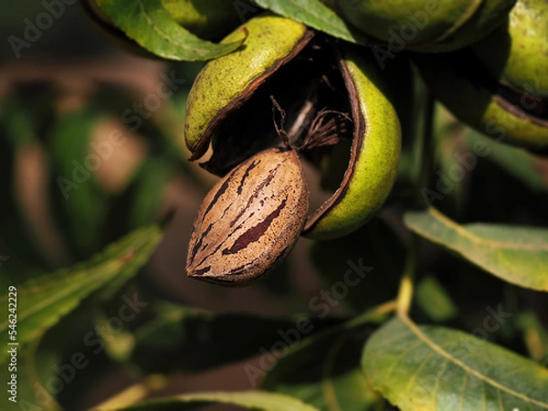 Obraz Ripe pecan on the tree