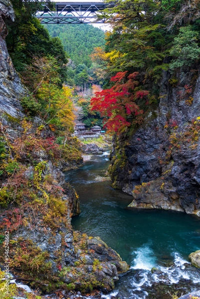 Fototapeta 鳩ノ巣渓谷の紅葉