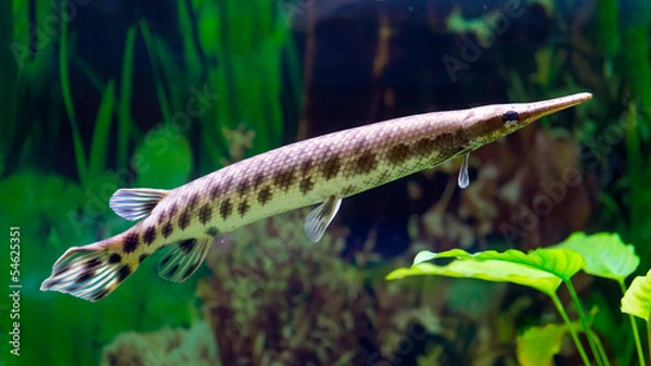 Fototapeta Spotted Gar