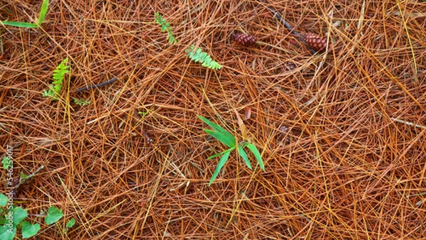 Obraz dried pine leaves as a background