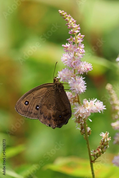 Obraz ジャノメチョウと花