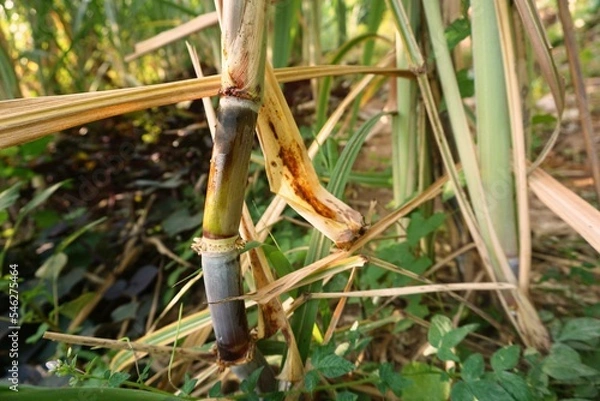 Obraz Trees or cane in the garden for fresh eating or sent to the sugar industry