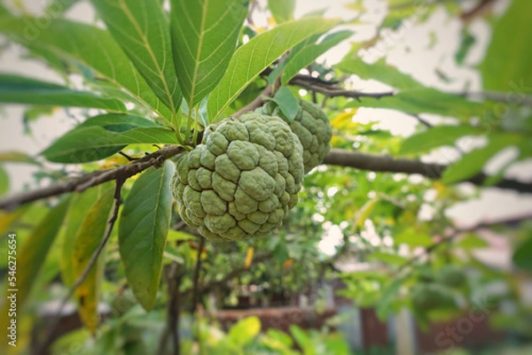 Obraz fruit or custard apple hanging on a tree