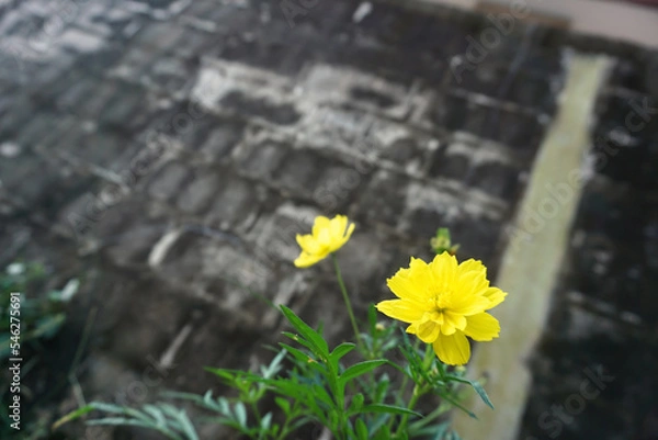 Obraz Blooming yellow flowers beside the old cement wall