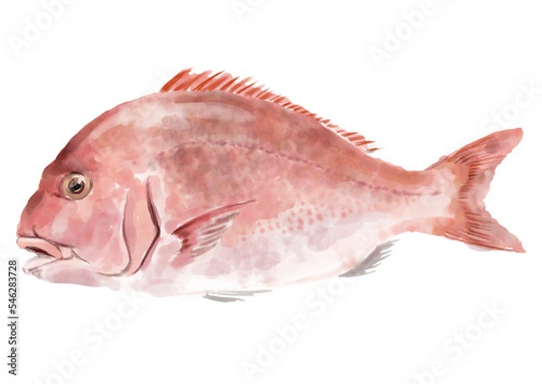 Obraz 水彩のタイ01_2