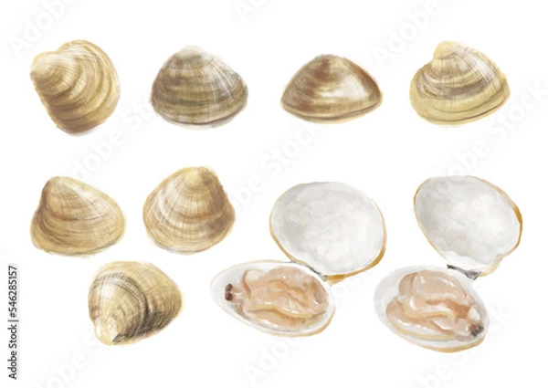 Obraz 水彩のハマグリ01_1