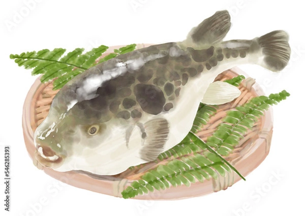 Obraz 水彩のフグ01_2