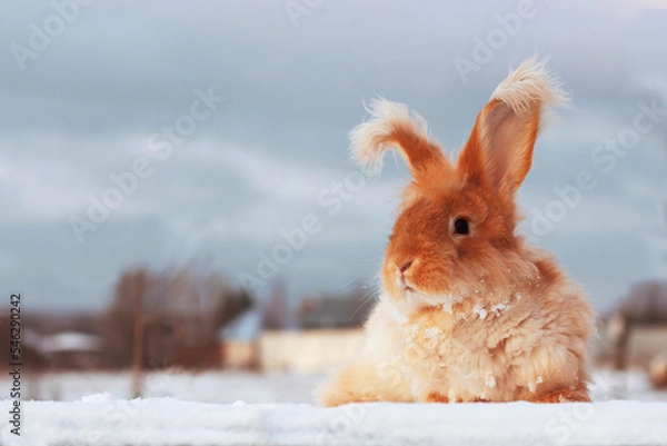 Obraz A red fluffy rabbit in the snow in nature. The symbol of the new year.