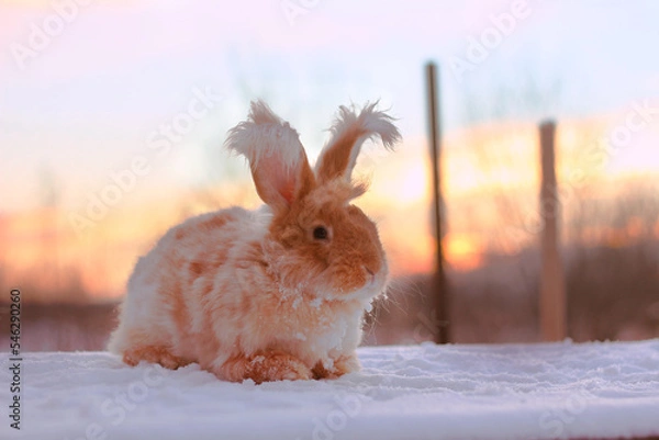Obraz A red fluffy rabbit in the snow in nature. The symbol of the new year.