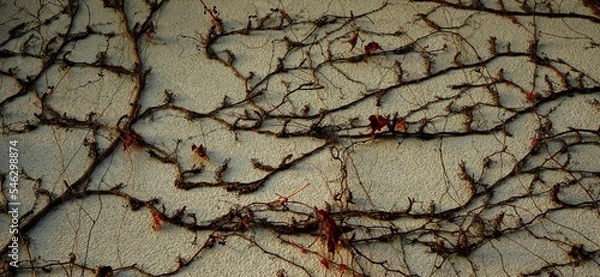 Fototapeta eine weisse mauer mit wildem wein bewachsen, unbelaubt, querformat