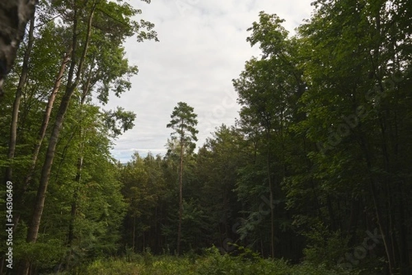 Fototapeta Forest path during a summer evening