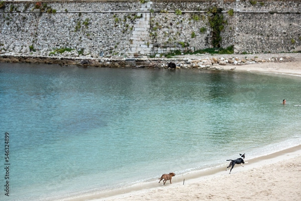Obraz Chiens à la plage