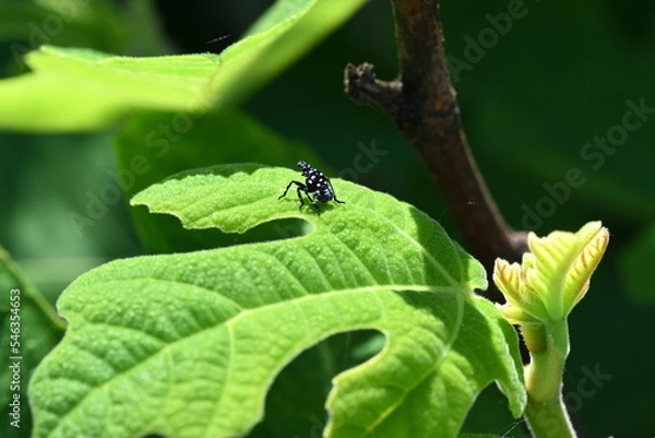 Fototapeta Black and white Spotted Lanternfly (Lycorma delicatula) resting atop a Chicago Fig Tree leaf in the Spring of 2022