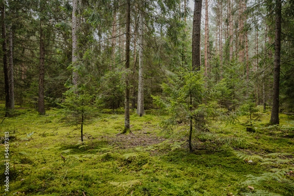 Fototapeta A beautiful natural forest in the Knyszyn Forest