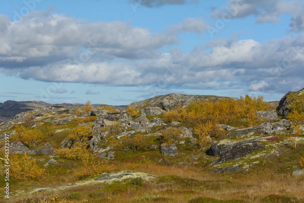 Fototapeta Tundra with hills and trees with yellow leaves.