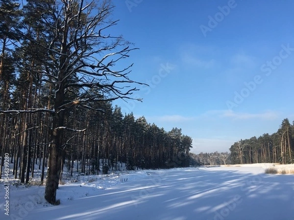 Obraz zima w lesie