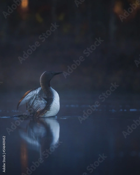 Fototapeta Red-throated diver at the break of dawn