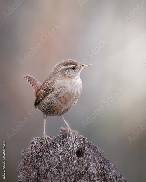 Fototapeta Wren sitting in the open and stretching its body