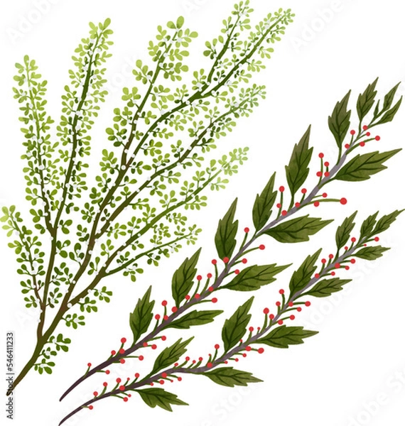 Fototapeta set of illustrations two Christmas twigs one Christmas tree with red berries the second with leaves and a red ribbon for Christmas