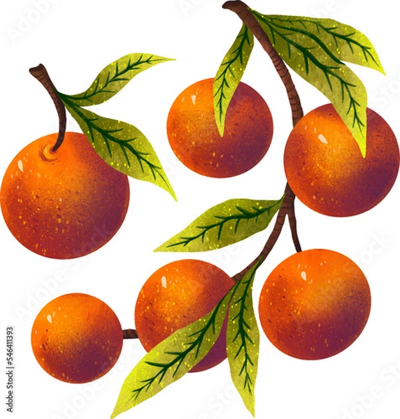 Fototapeta New Year's set of illustrations tangerines on a branch and one tangerine separately bright colorful