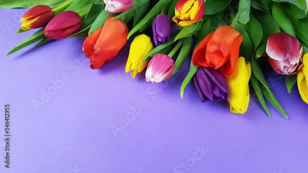 Obraz a bouquet of colorful beautiful tulip flowers on a lilac purple background