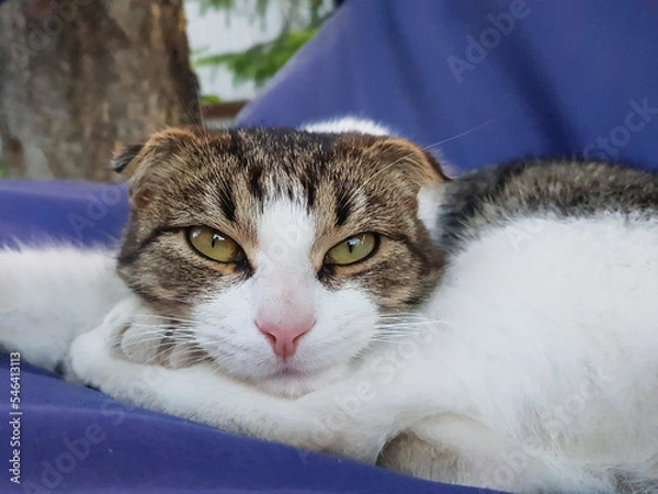 Obraz the cat looks into the camera. the look of a cat