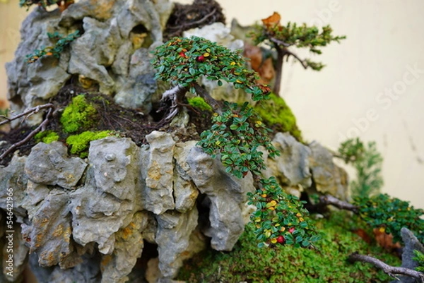 Fototapeta Bonsai Steinbepflanzung
