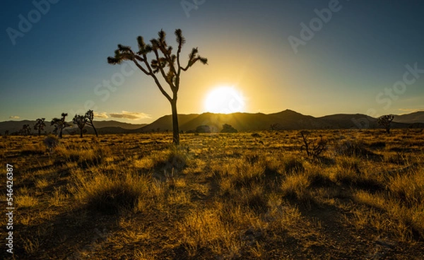 Obraz Sunset in the desert