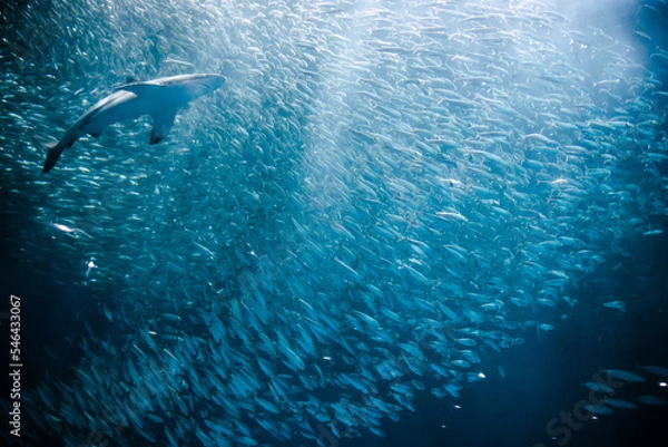 Obraz イワシトルネードと鮫